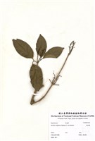藏品(紫鈴藤)的圖片